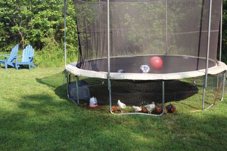 Covert Chicken Coop